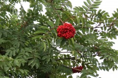 Rowan-Tree-downstream-from-Obridge-Viaduct-2
