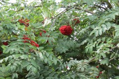 Rowan-Tree-downstream-from-Obridge-Viaduct-3
