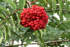 Rowan-Tree-downstream-from-Obridge-Viaduct-4