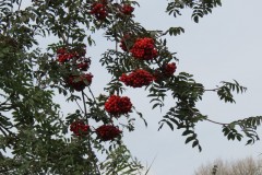 Rowan-Tree-downstream-from-Obridge-Viaduct-5