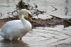 Swan-near-Firepool-Weir-1