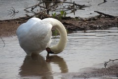 Swan-near-Firepool-Weir-2