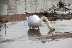 Swan-near-Firepool-Weir-3