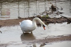 Swan-near-Firepool-Weir-4