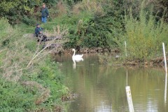 Swan-near-Firepool-Weir-6