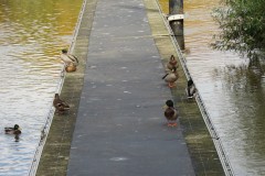 Nature French Weir