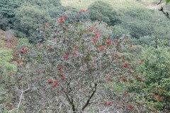 2.-Rowan-tree-above-River-Tone-near-Stolford