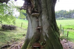 3.-Fungi-on-tree-above-River-Tone-near-Lower-Beverton