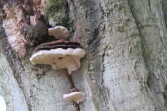 4.-Fungi-on-tree-above-River-Tone-near-Lower-Beverton