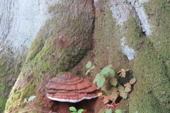 5.-Fungi-on-tree-above-River-Tone-near-Lower-Beverton