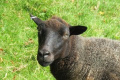 Black-sheep-by-the-River-Tone-above-Washbattle-2