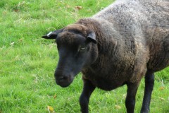 Black-sheep-by-the-River-Tone-above-Washbattle