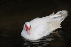 Duck-on-River-Tone-at-Manor-Mill-Waterrow-1