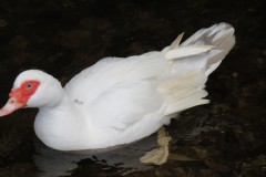 Duck-on-River-Tone-at-Manor-Mill-Waterrow-2