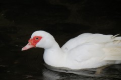 Duck-on-River-Tone-at-Manor-Mill-Waterrow-3