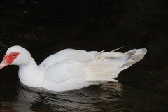 Duck-on-River-Tone-at-Manor-Mill-Waterrow-4