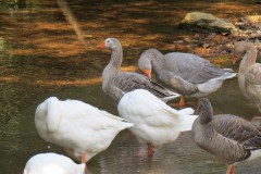 Ducks-on-Bulland-Ford-1