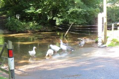 Ducks-on-Bulland-Ford-2