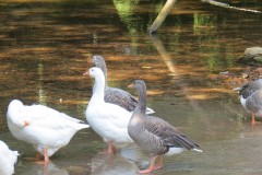 Ducks-on-Bulland-Ford-3