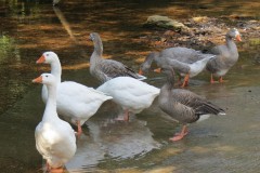 Ducks-on-Bulland-Ford-4