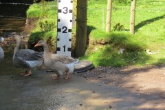 Ducks-on-Bulland-Ford-5
