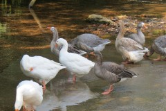 Ducks-on-Bulland-Ford-6