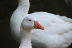Ducks-on-Bulland-Ford-7