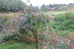 Himalayan-Balsam-upstream-from-Greenham-Bridge-2
