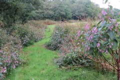 Himalayan-Balsam-upstream-from-Greenham-Bridge