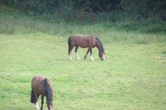 Horses-by-the-River-Tone-above-Washbattle