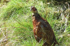 Pheasant-near-Bulland-Ford-2