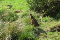 Pheasant-near-Bulland-Ford