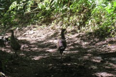 Pheasants-near-Yeo-Bridge