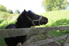 Pony-near-Yeo-Bridge-1