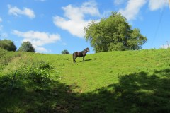 Pony-near-Yeo-Bridge-2