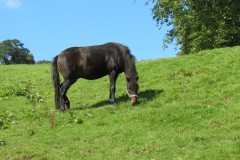 Pony-near-Yeo-Bridge-3