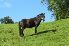 Pony-near-Yeo-Bridge-4