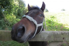Pony-near-Yeo-Bridge-5