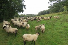 Sheep-by-Greenham-Hall-2