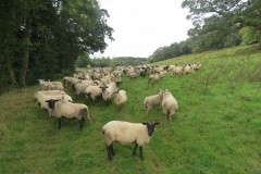 Sheep-by-Greenham-Hall