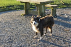 Collies-at-Kilve-Pill-1