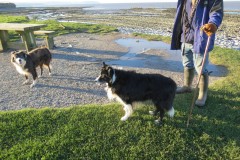 Collies-at-Kilve-Pill-2