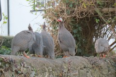 Guinea-Fowl-neat-the-Old-Chantry-River-Holford-1