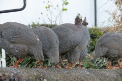Guinea-Fowl-neat-the-Old-Chantry-River-Holford-2