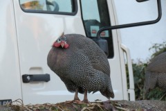 Guinea-Fowl-neat-the-Old-Chantry-River-Holford-3