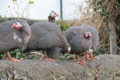 Guinea-Fowl-neat-the-Old-Chantry-River-Holford-4