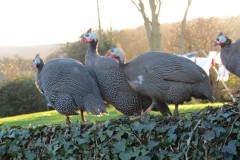 Guinea-Fowl-neat-the-Old-Chantry-River-Holford-5