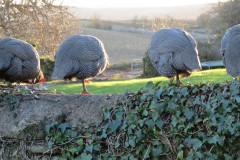 Guinea-Fowl-neat-the-Old-Chantry-River-Holford-6