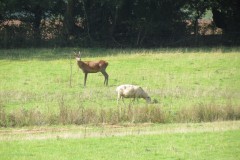 2.-Deer-near-Roebuck-Crossing-1