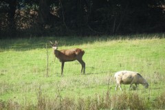 2.-Deer-near-Roebuck-Crossing-2